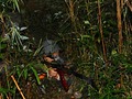 暴虐の 風雨に怯まじ 人民軍
