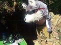 マスコットキャラクター 笑