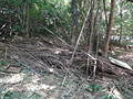 ゴミ堆積
