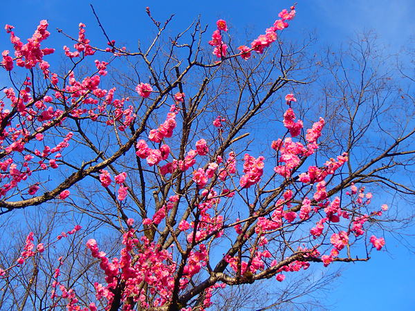 第42弾は梅を愛でに!