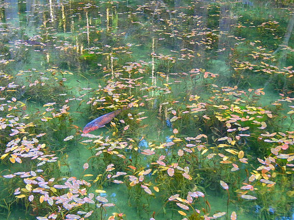 第43弾はモネの池!