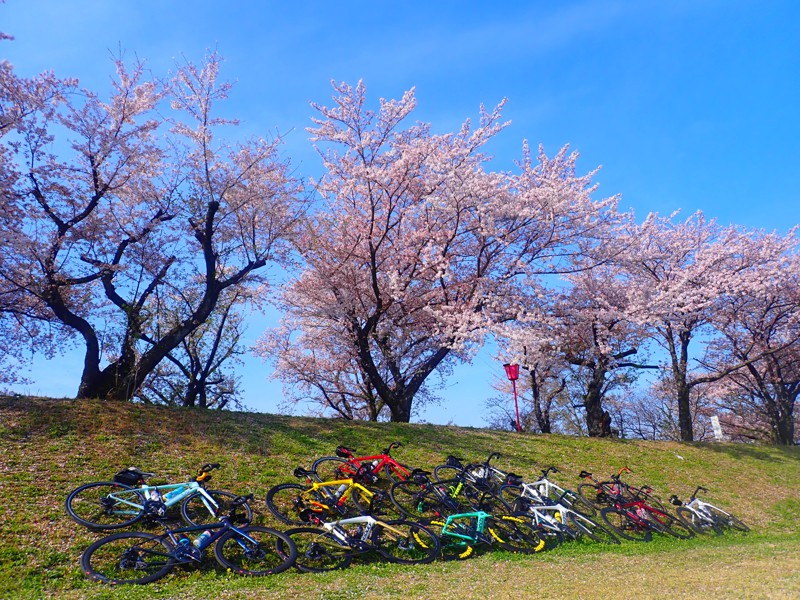 第113弾は桜ライド!