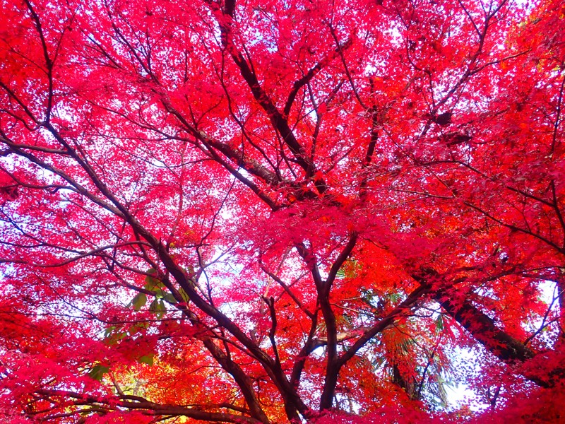 第130弾は紅葉大垣ride!