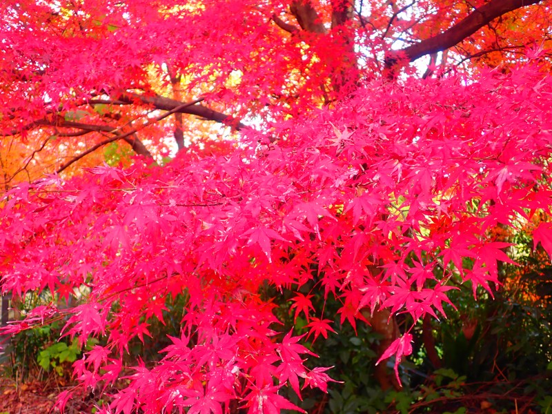 第130弾は紅葉大垣ride!