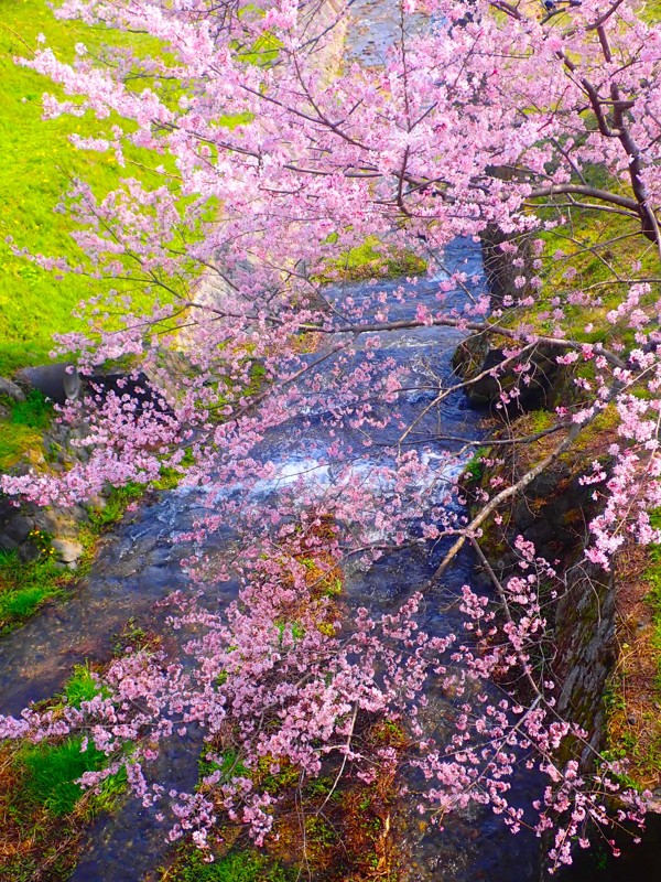 第140弾は20名桜ride!