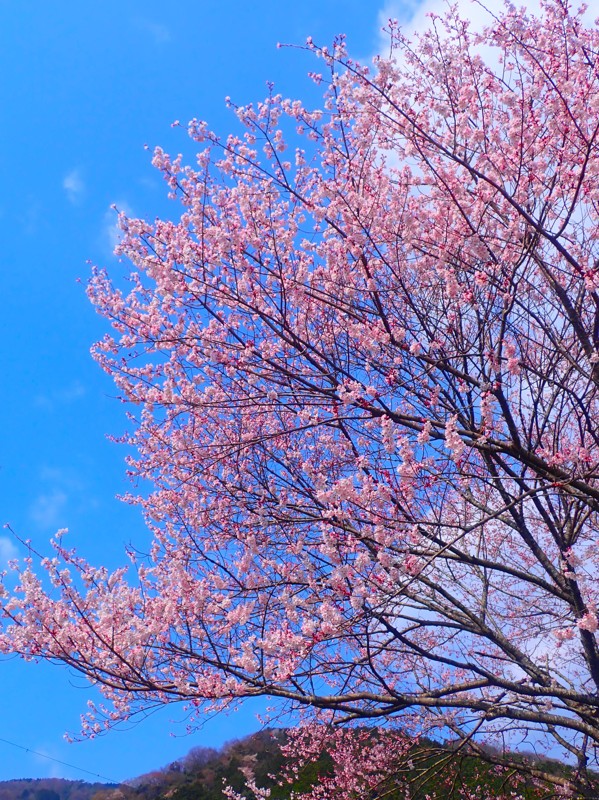 第140弾は20名桜ride!