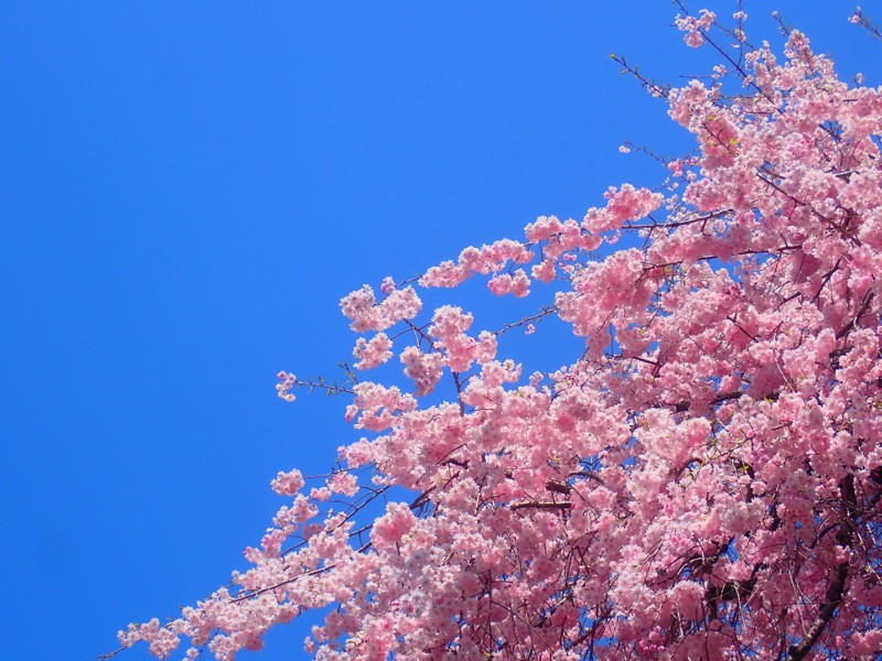 第141弾は郡上八幡!