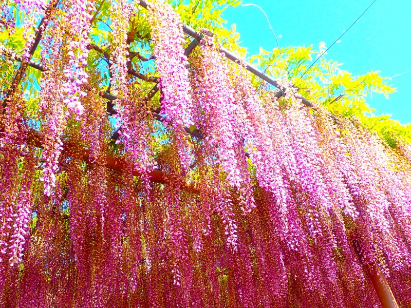 第142弾は鮪&藤!