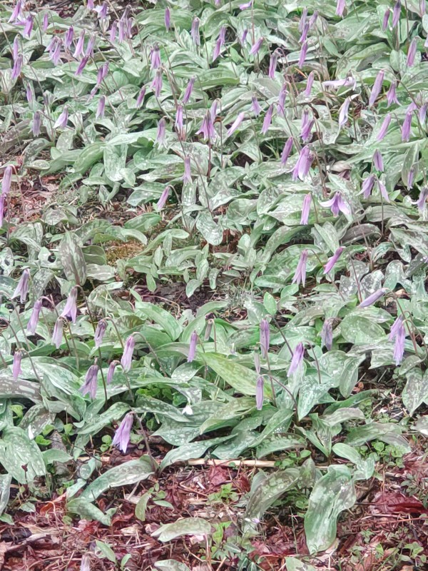 船通山　カタクリの花