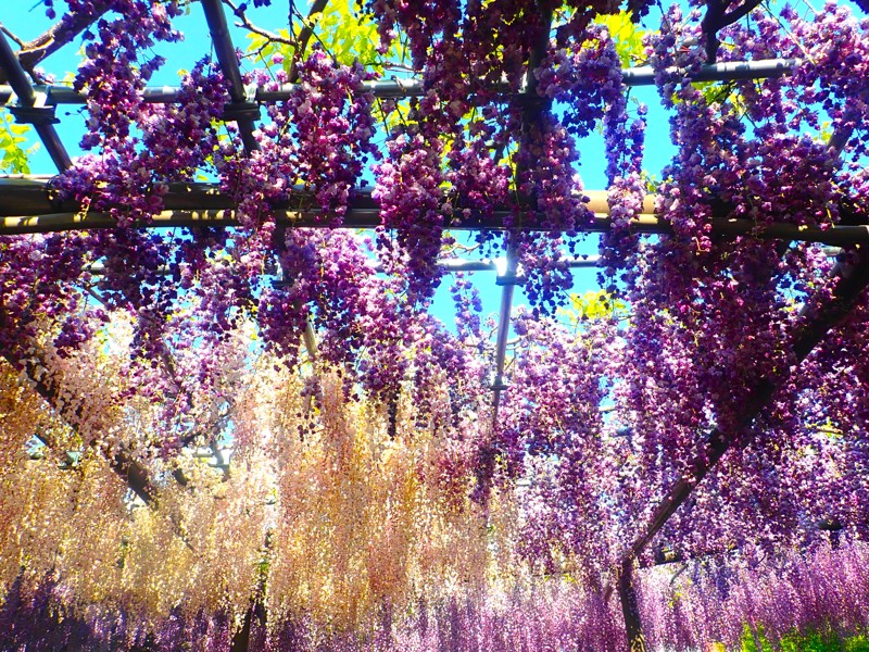 第160弾は藤・鮪ride