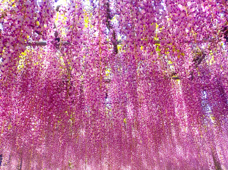 第160弾は藤・鮪ride