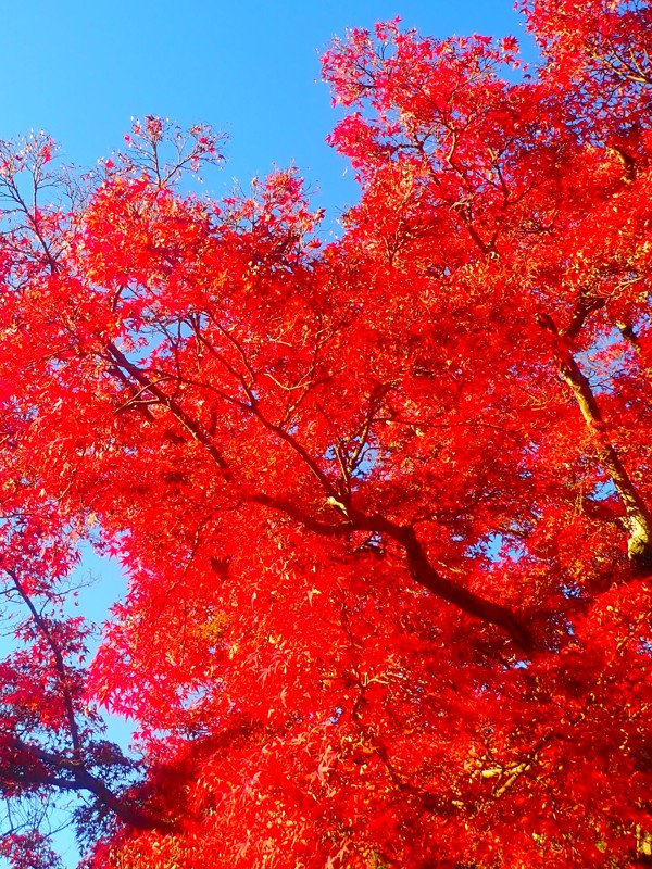 第170弾は紅葉ride