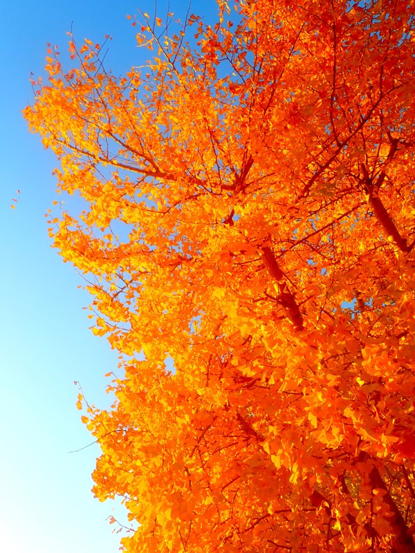 第170弾は紅葉ride