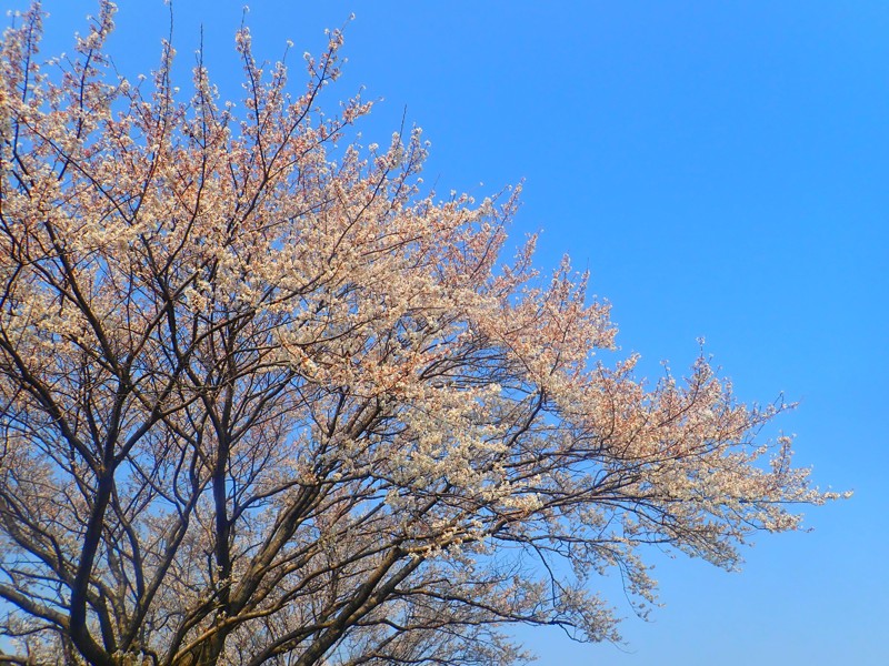 第176回は岐阜桜ride